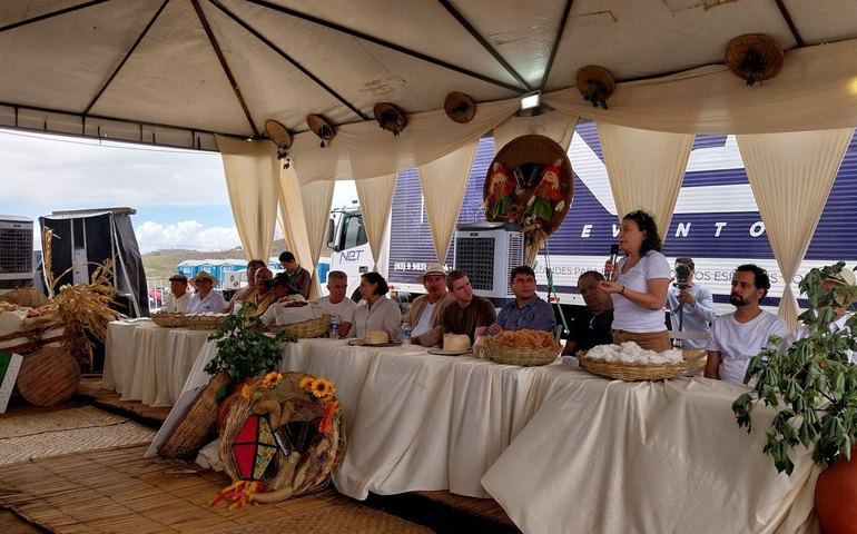 Produtores colhem algodão orgânico na Paraíba