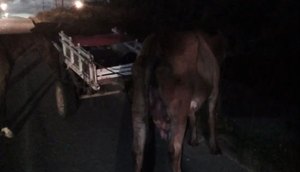 Carroceiros furtam vaca e acabam presos na Grande Aracaju