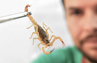 Crianças são mais vulneráveis a envenenamento por picada de escorpião