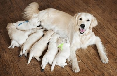 Outubro Rosa Pet visa conscientizar sobre prevenção de câncer de mama em cães e gatos