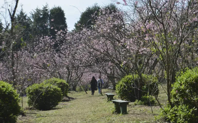 Construtora vai remover 118 árvores de bosque na zona oeste de SP após acordo com Prefeitura