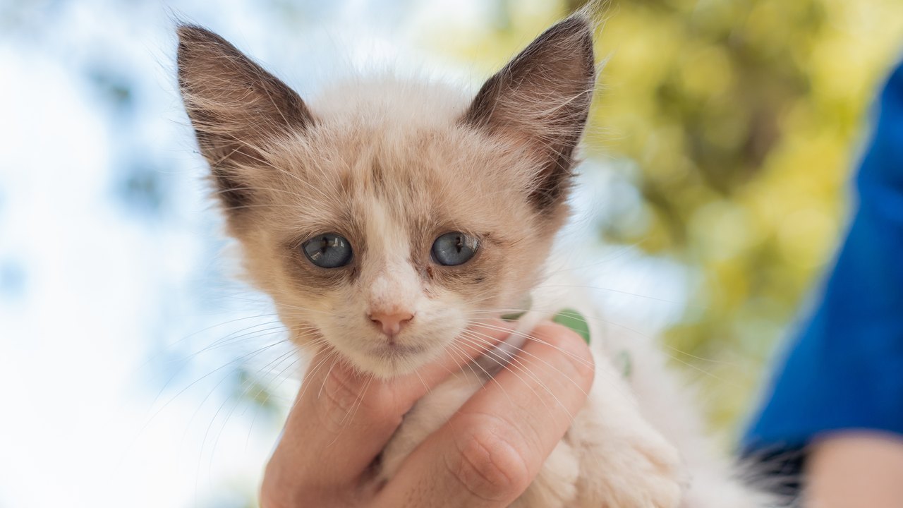 Cães e gatos estarão disponíveis para adoção responsável neste domingo (23)