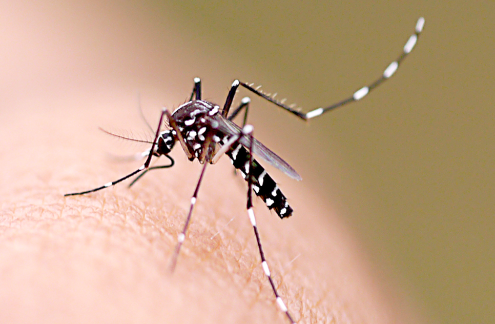 zika 