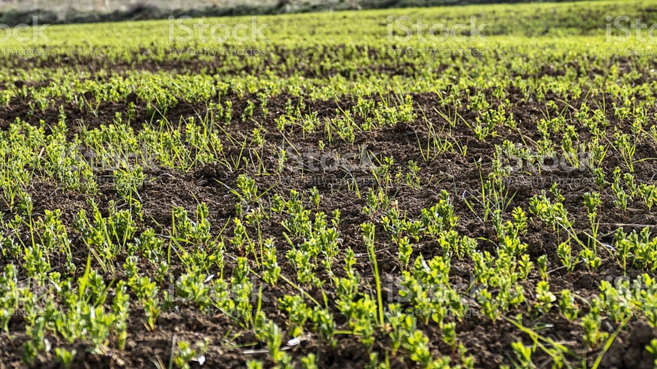 Embrapa: programa pode tornar lentilha alternativa de plantio no inverno