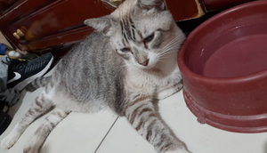 gata Mel em casa