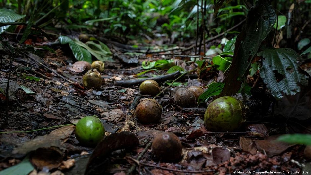 Ações humanas alteram dispersão de sementes na Amazônia, aponta estudo