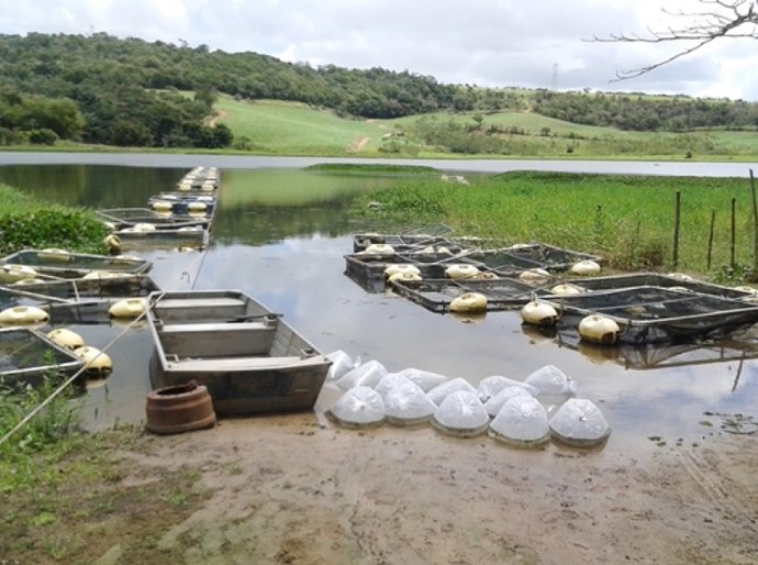 Governo do Estado distribui 143,6 mil alevinos durante o mês de outubro