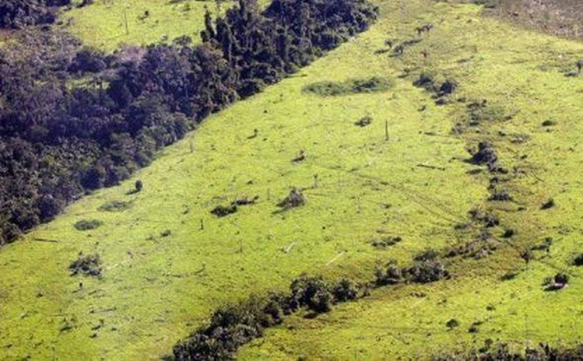 Desmatamento da Amazônia nos países andinos é alarmante, segundo WWF