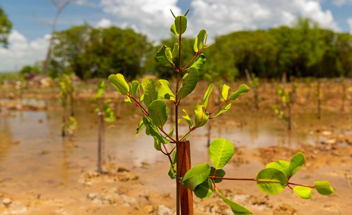 Mudas utilizadas na recomposição vegetal no Bom Parto foram  produzidas na área do projeto Aflora Mangue