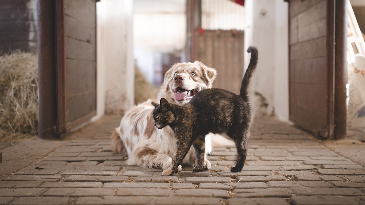 Cachorro, gato ou os dois?