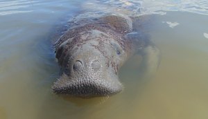 Peixe-boi-marinho é atropelado por embarcação entre Sergipe e Bahia