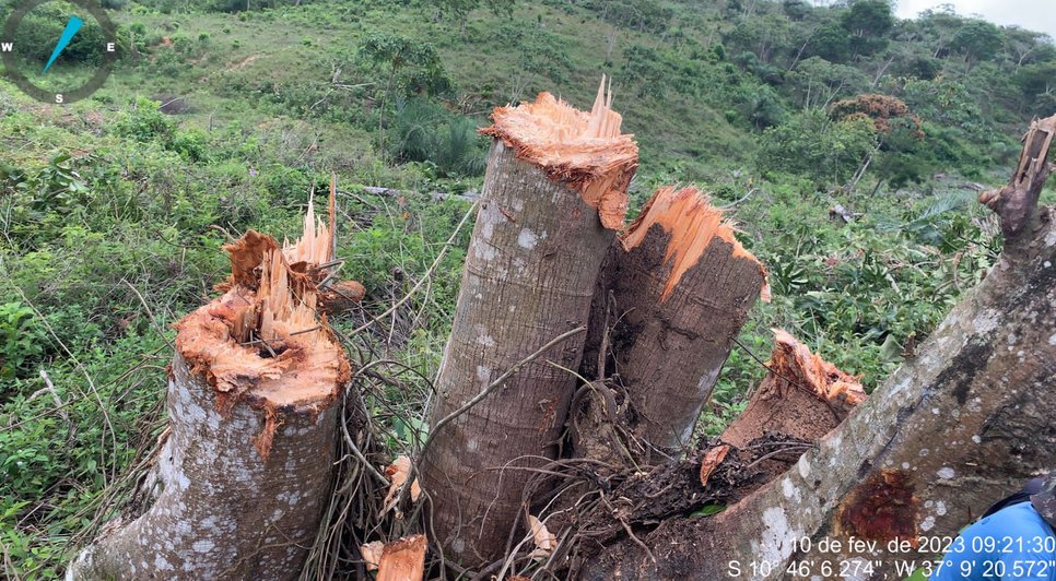 Polícia Ambiental flagra desmatamento no município de Laranjeiras / Foto: Foto: Redes Sociais/ Reprodução