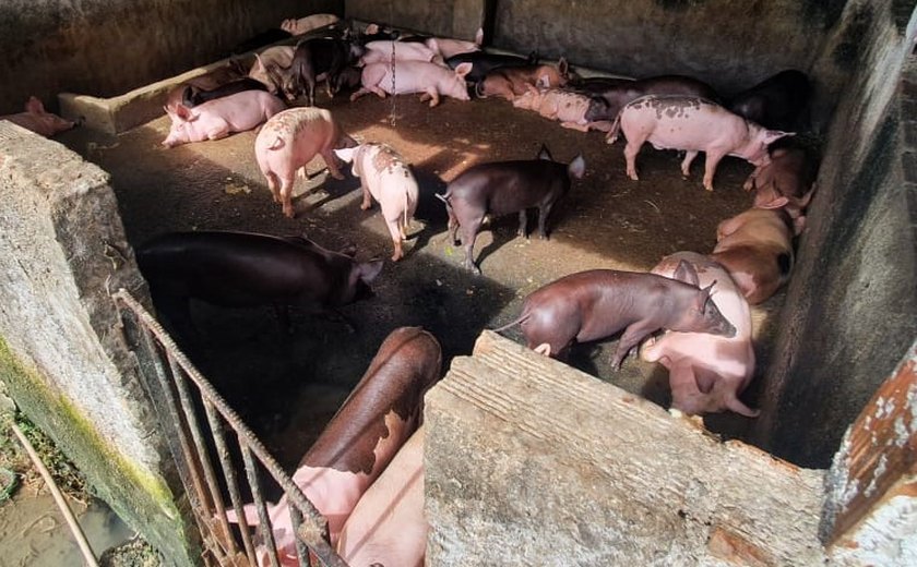 Zoonoses realiza ação em cinco pocilgas irregulares de Maceió