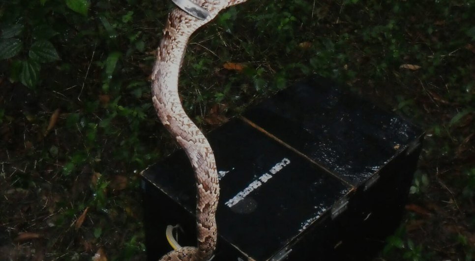 jararaca recapturada