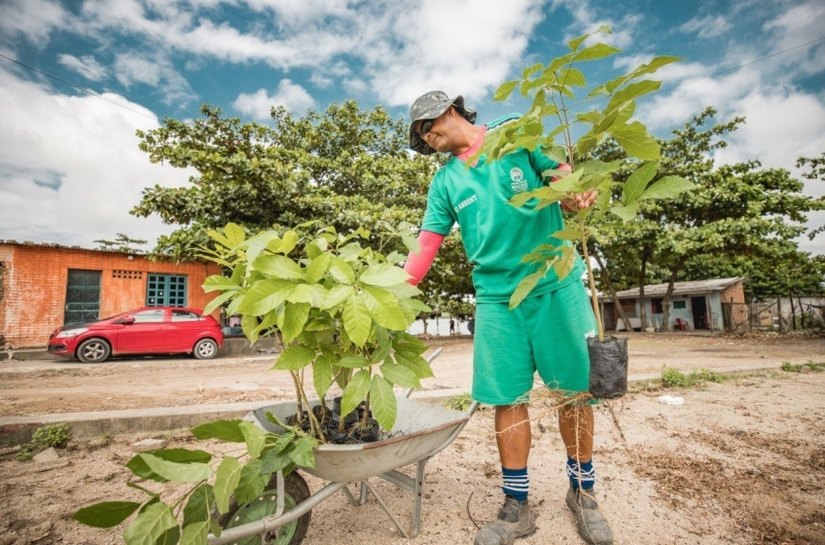 Segurança Cidadã alerta para furtos de plantas em espaços públicos