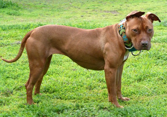 Pitbulls sem focinheira podem render multa de até R$ 2,4 mil em Alagoas