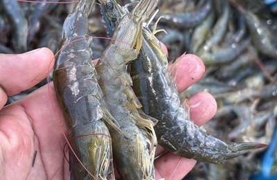 Banco do Nordeste mais que dobra crédito destinado à criação de camarão em Alagoas