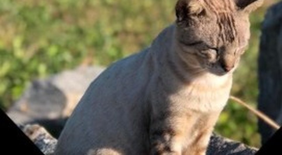 WhatsApp Image 2021-11-22 at 14.14.51.jpeg / Foto: Foto: redes sociais "Gatinhos Coroa do Meio"