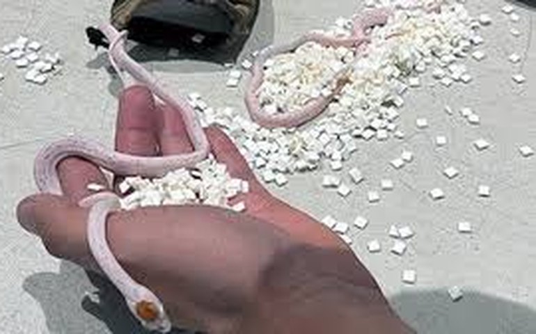 Saco de cobras é encontrado nas calças de um passageiro em aeroporto de Miami