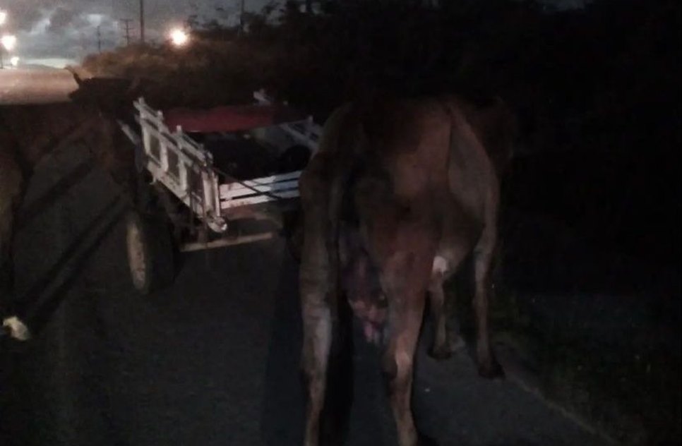 Carroceiros furtam vaca e acabam presos na Grande Aracaju