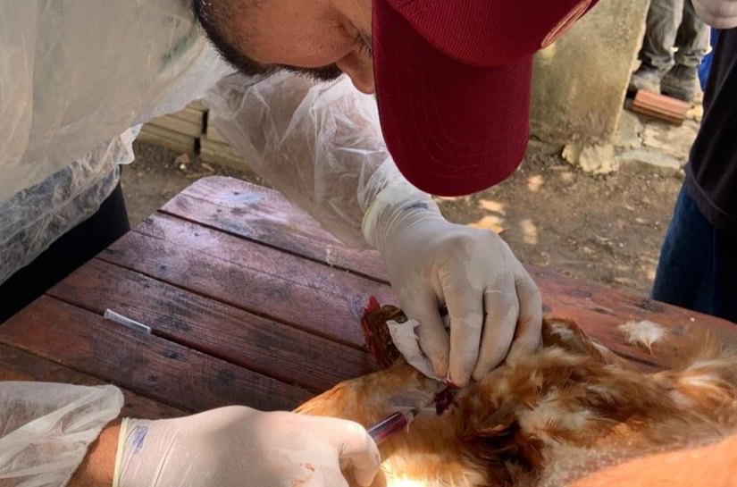 Adeal inicia segunda fase da sorologia de aves de subsistência