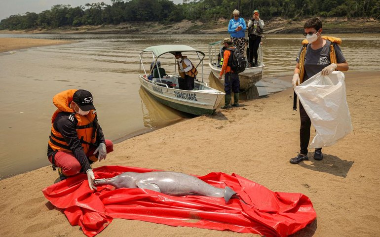 Análises sobre mortes de botos no AM devem sair em até uma semana