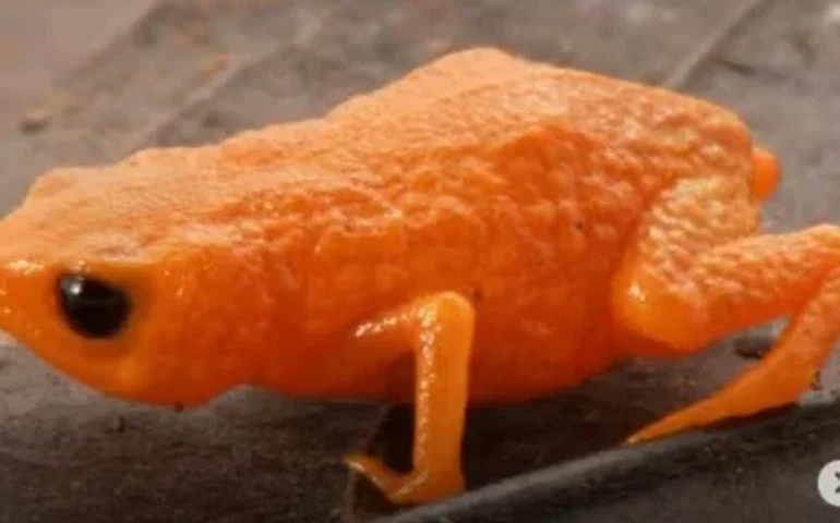 Nova espécie de sapo brasileiro recebe nome em homenagem ao presidente Lula