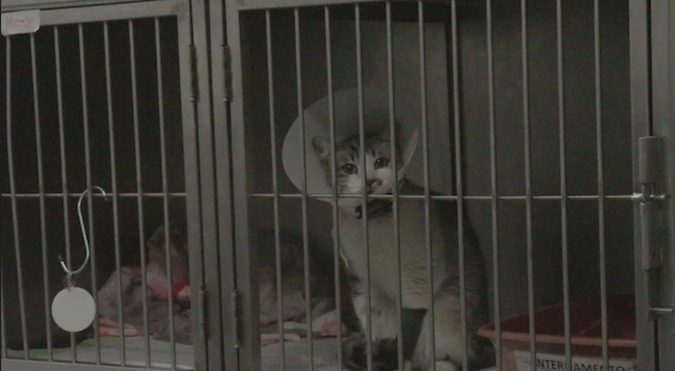 gato animal / Foto: Foto: SSP/SE