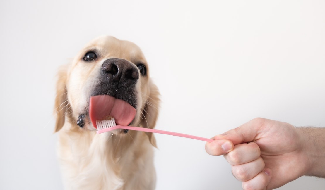 Quatro dicas para cuidar da higiene oral dos pets