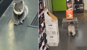coala-secao-vinhos-australia-26072023203044393