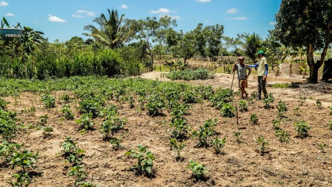 Produtos da agricultura familiar de Penedo vencem chamada pública do Ifal