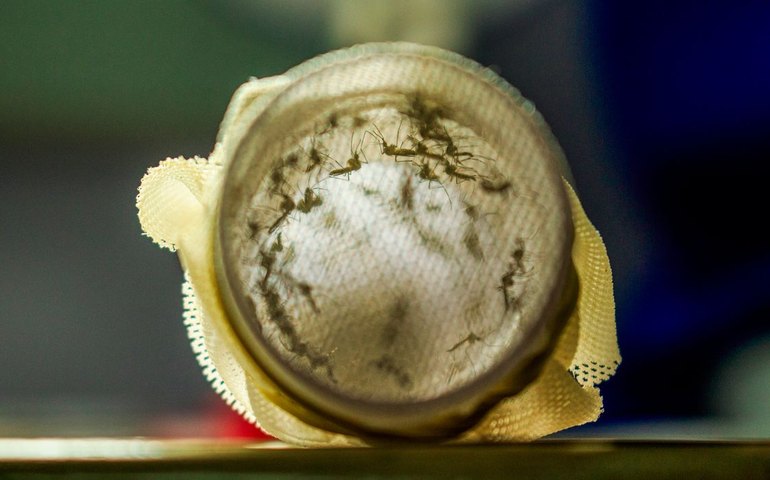 Joinville vai começar a usar bactéria wolbachia no combate à dengue