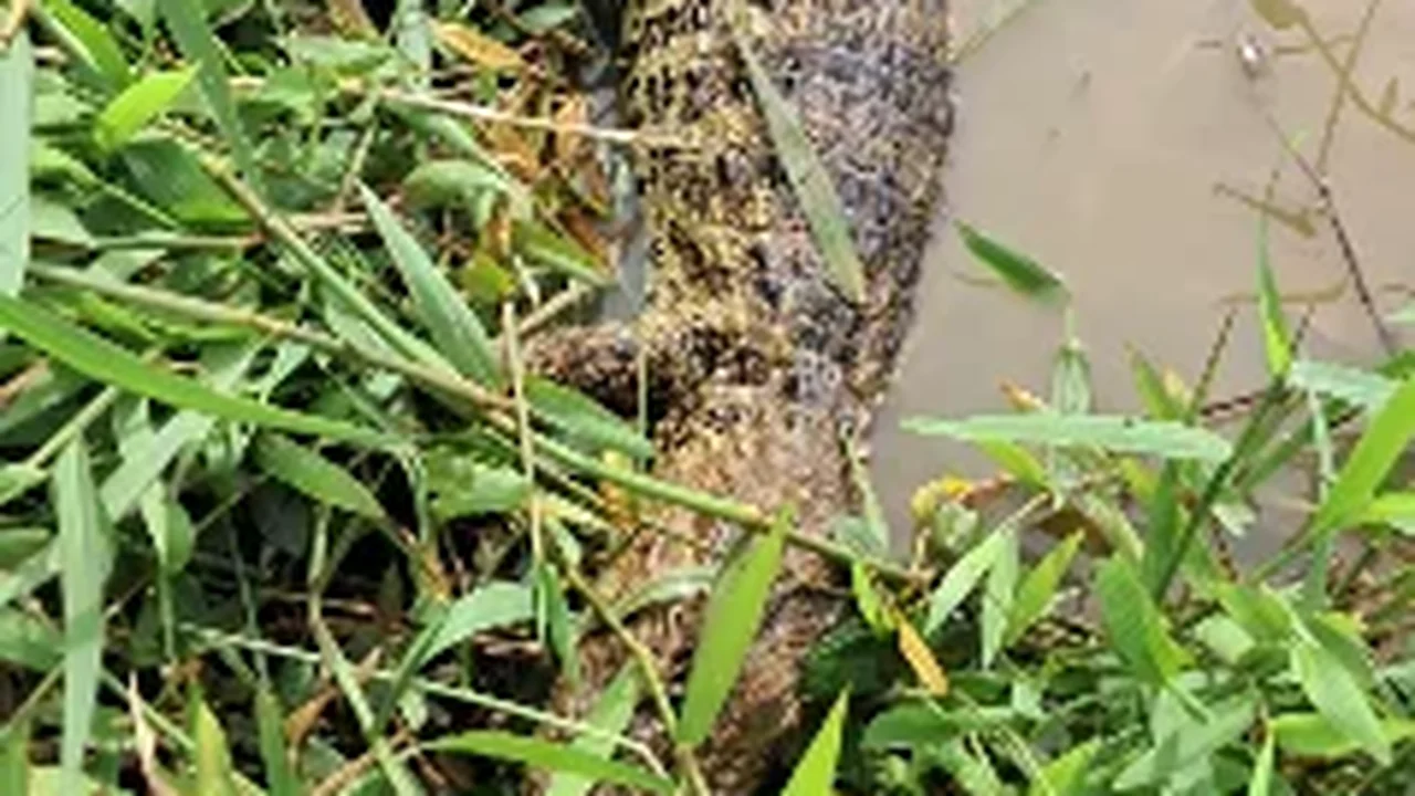 Mais um jacaré é encontrado morto no açude e alerta ambiental preocupa Palmeira dos Índios