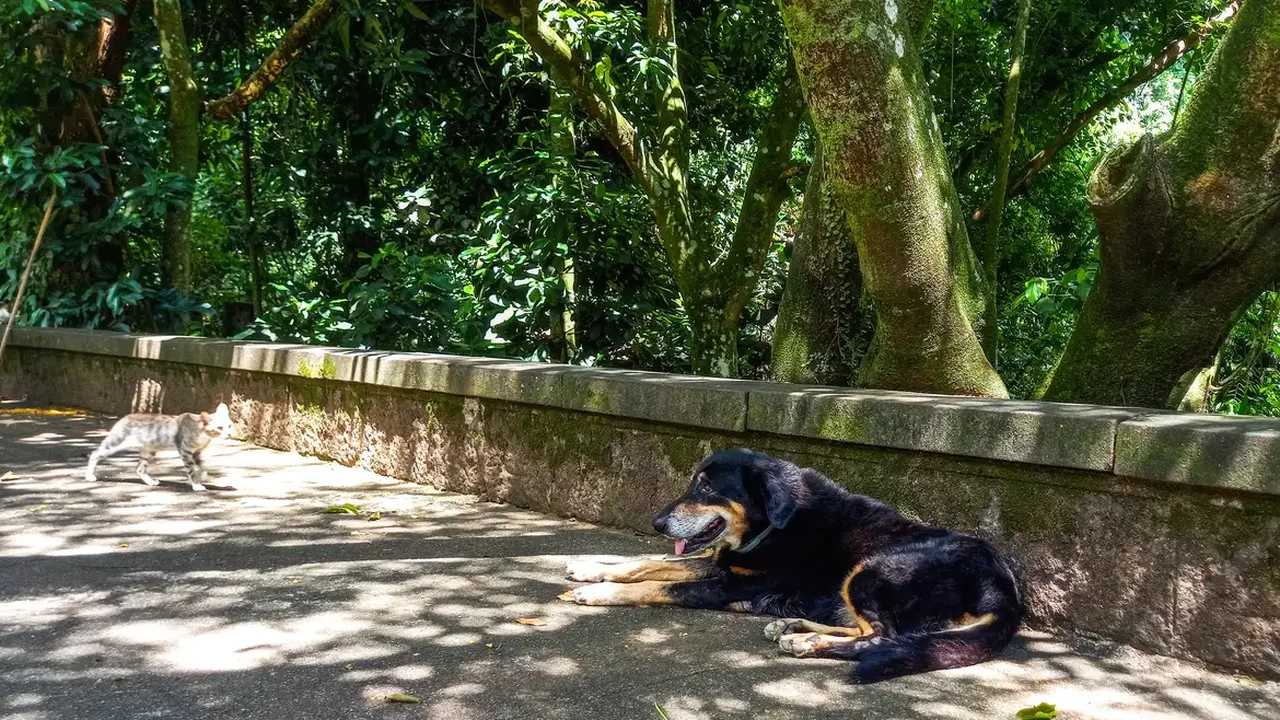 Veterinários usam inteligência artificial para atender pets na Coreia do Sul