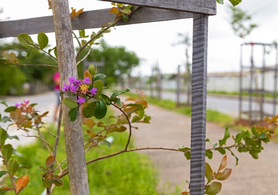 Braskem planta mais de 1.800 árvores em Maceió