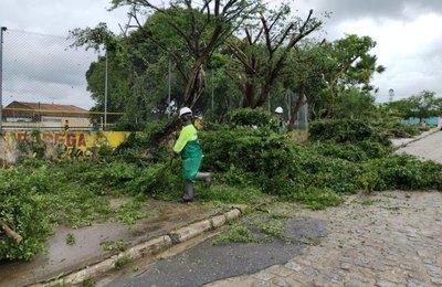 Como forma de prevenção, Prefeitura intensifica poda de árvores em Maceió