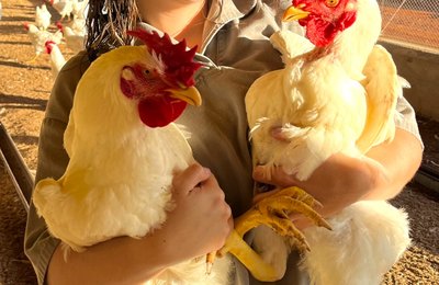 Vetanco anuncia vencedores do segundo Concurso Fotográfico Chicken Lovers