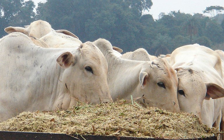 Rússia bate recorde de importação de carne bovina brasileira em 2023