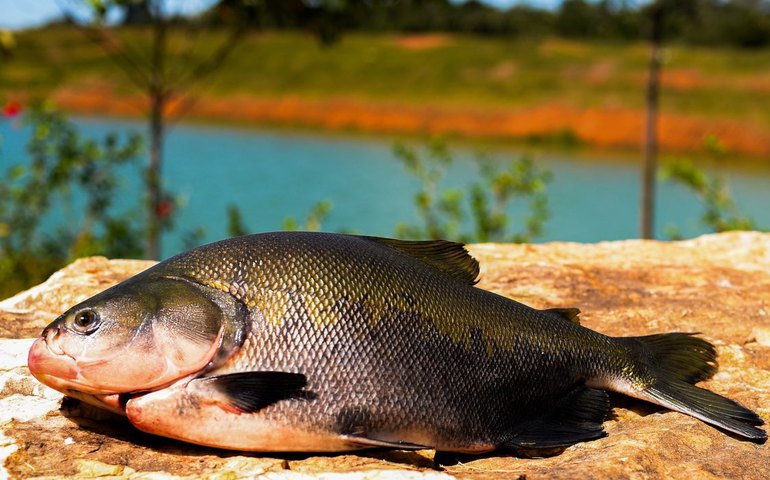 Peixe BR: com tarifaço, exportação de tilápia do País deve praticamente zerar no 2º semestre
