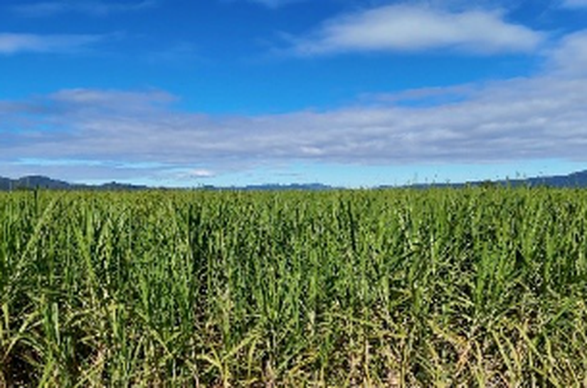 Expectativa de crescimento da safra de cana 2026/2027 reforça valor do manejo da soqueira
