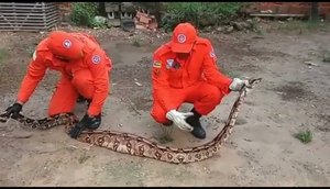 Jiboia de mais de dois metros é encontrada em residência na zona norte de Aracaju.jpg