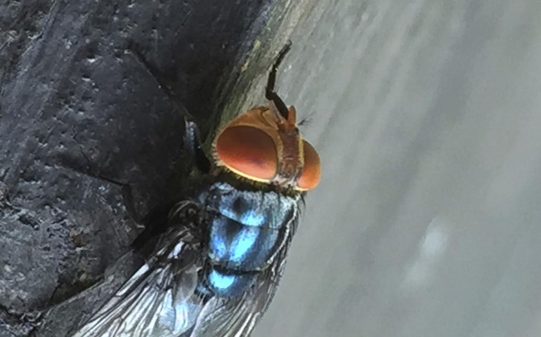 Novo caso de parasita que come carne viva em humano é identificado nos EUA, diz mídia