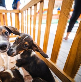 Saúde orienta tutores sobre cuidados com cães e gatos durante os festejos juninos
