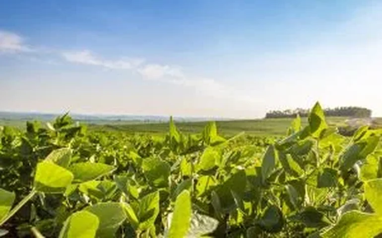 Soja regenerativa do Brasil ganha espaço em debate global sobre aquacultura