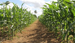 ESPIGAS DE MILHO EM SERGIPE / Foto:  Fernando Augusto