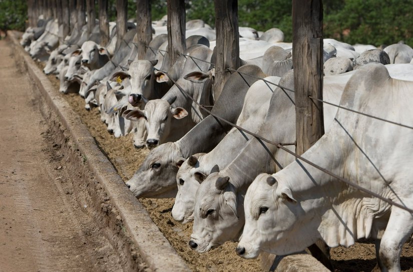 Esclarecimentos sobre as discussões regulatórias envolvendo o uso de antimicrobianos na produção animal