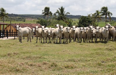 Nelore Positivo promete melhorar geneticamente qualquer rebanho