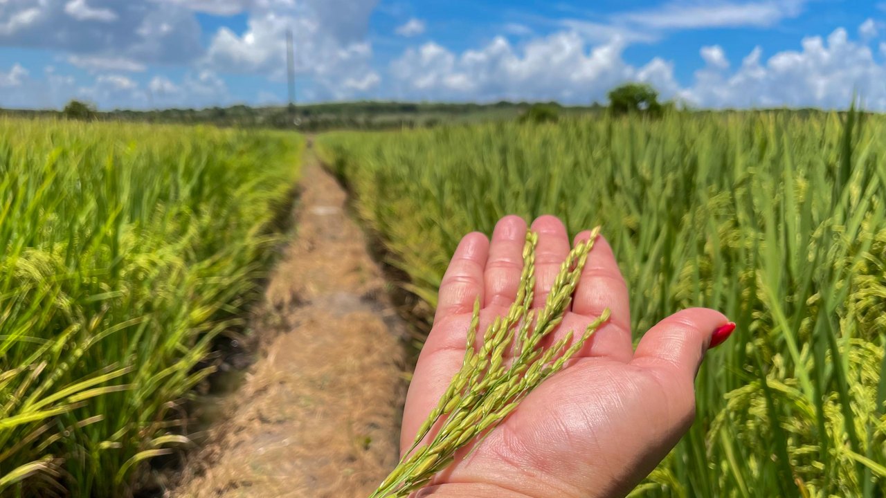 Safra 2025 alcançará 340,5 milhões de t e será 16,3% maior que a de 2024, prevê IBGE