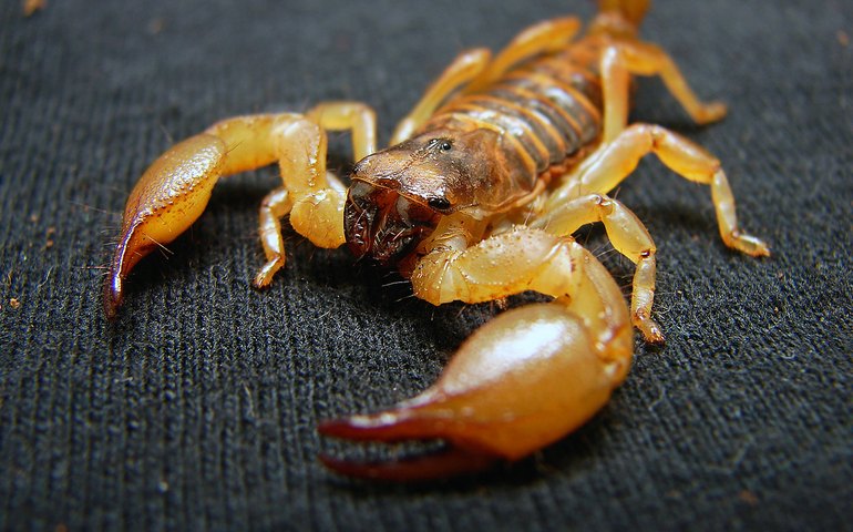 Acidentes com escorpiões crescem no país; São Paulo emite alerta para aumento com chegada do verão