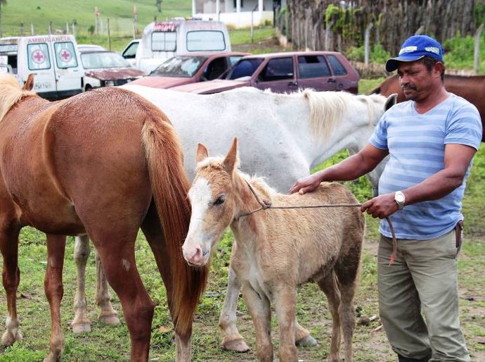 Secretaria de Agricultura de União já apreendeu quase 100 animais este ano